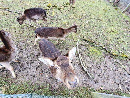 Wildgehege am Kehr