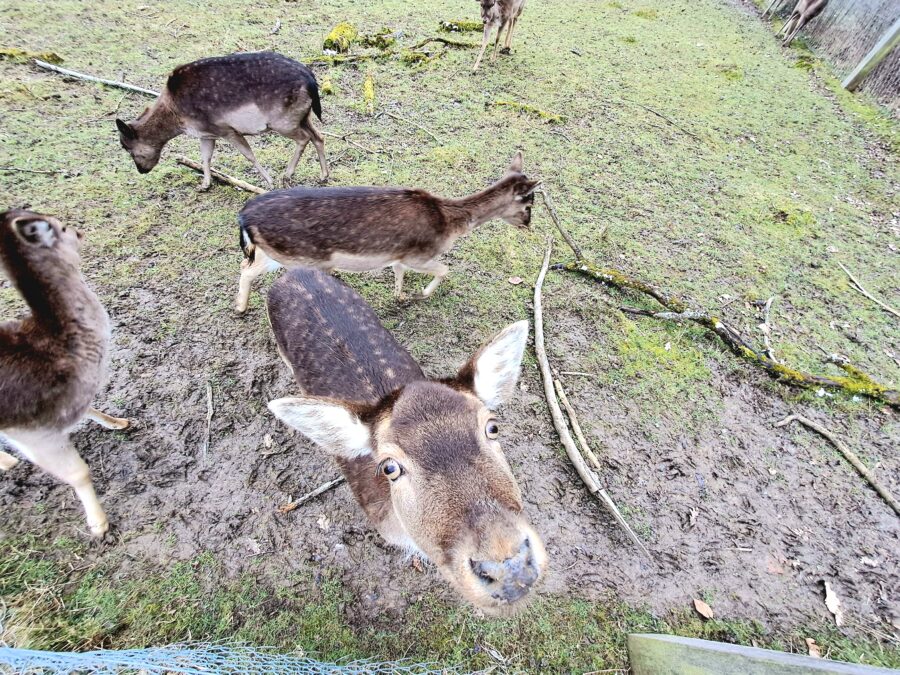 Wildgehege am Kehr