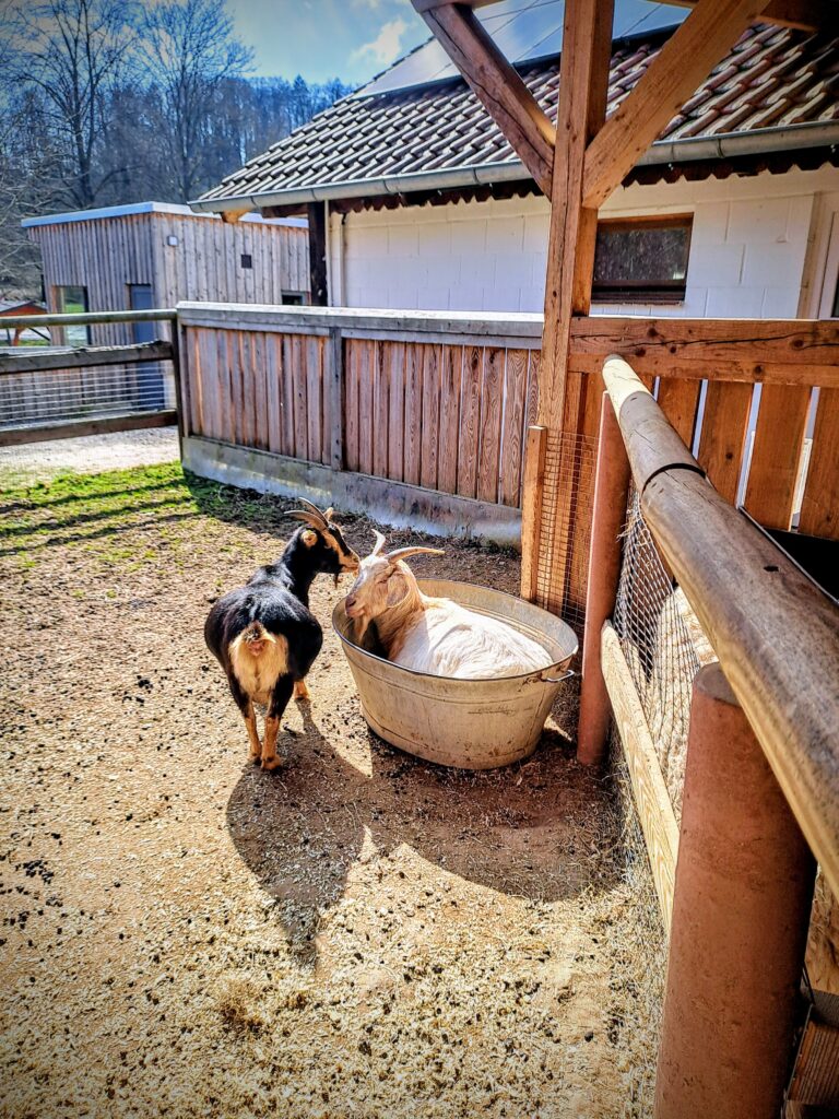 Zwei Ziegen auf der Streichelwiese des Wildparks.