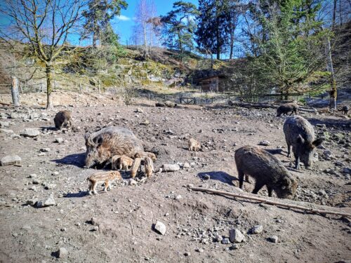 Wildpark Hardegsen