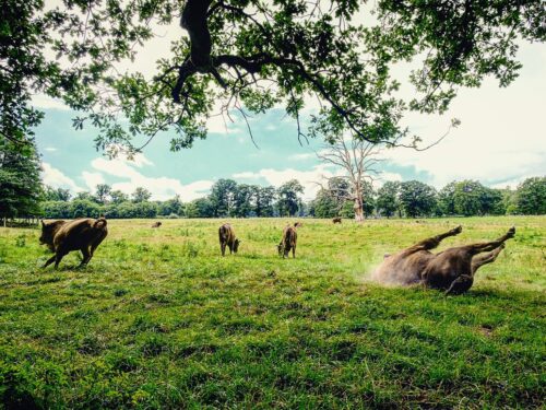 Tierpark Sababurg