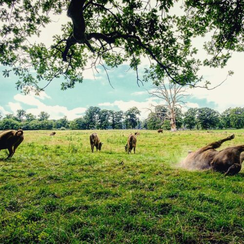 Tierpark Sababurg